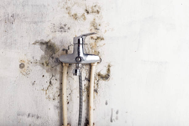 Best Black Mold Removal  in Owings, MD