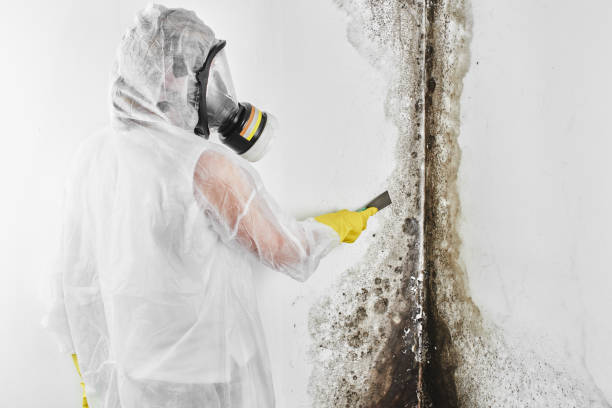 Mold Removal and Inspection in Owings, MD