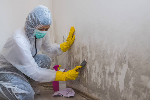 Best Attic Mold Removal  in Owings, MD
