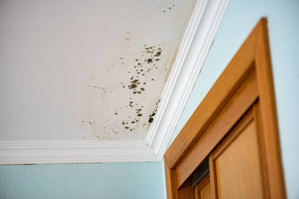 Home Mold Removal in Owings, MD