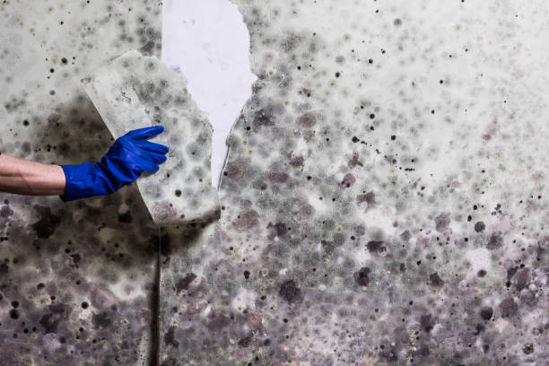 Best Professional Mold Removal  in Owings, MD