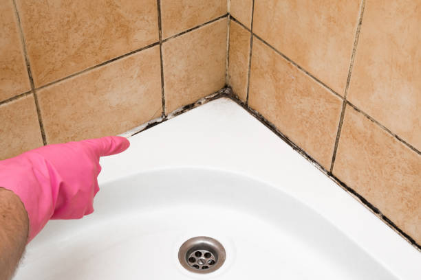 Best Affordable Mold Removal  in Owings, MD